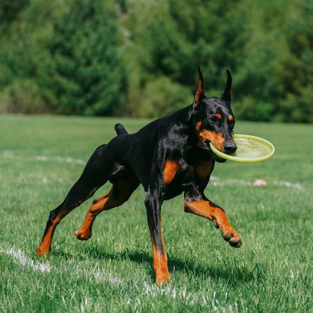 90/5 March Toss & Fetch League