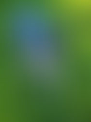 Spring Toss & Fetch League