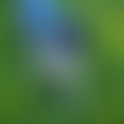 Spring Toss & Fetch League