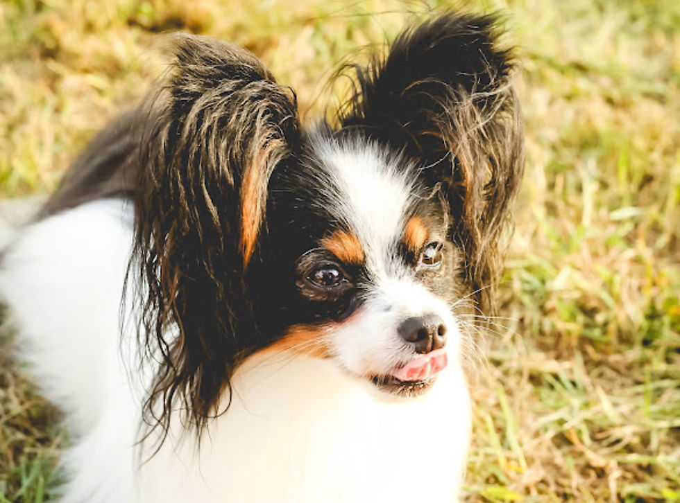 NEW: Microdog Division!
