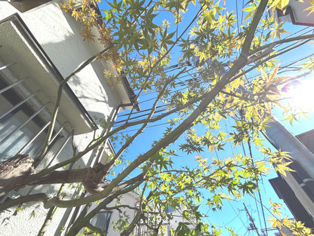 🍁イロハモミジ🍁