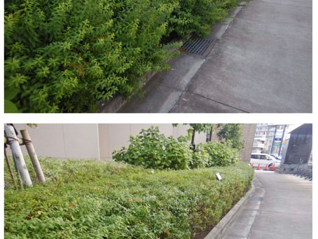 花後のお手入れ🌸