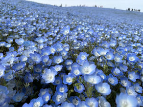 inひたち海浜公園