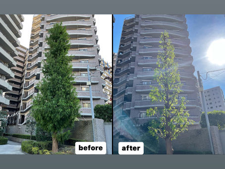 葉が落ちる前に🌿