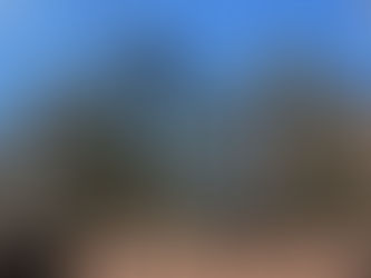 樹木お手入れ作業🌳