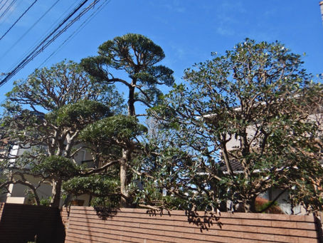 樹木お手入れ作業🌳