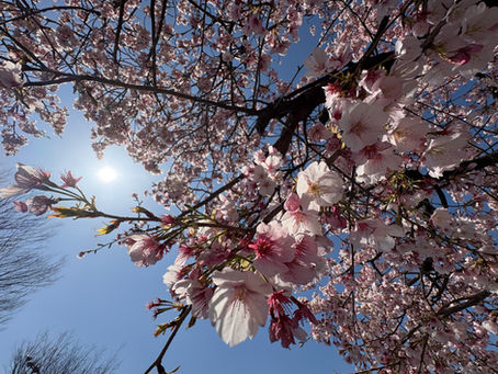 春のお花たち🌸