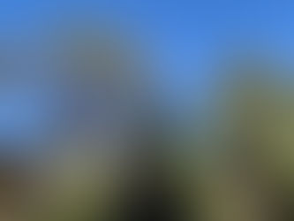 お寺のお手入れ