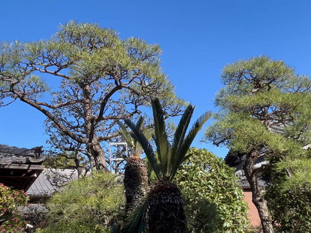 お寺のお手入れ