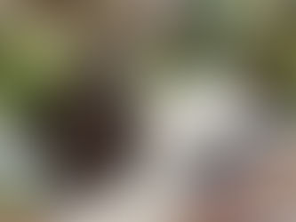 白い砂利敷き🌲