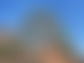 樹木お手入れ作業🌳