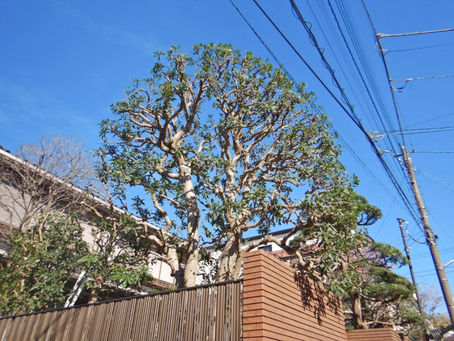樹木お手入れ作業🌳