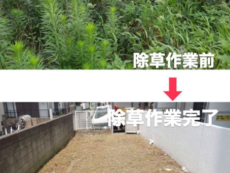 除草作業☀️