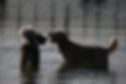 two dogs in water