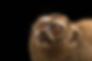 ANI099-00004.jpg