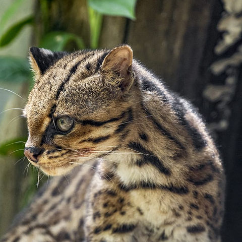 6-Oncilla-Leopardus-tigrinus.jpeg