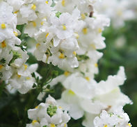 White Flowers | Cotswolds Counselling imge
