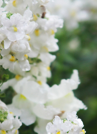 White Flowers