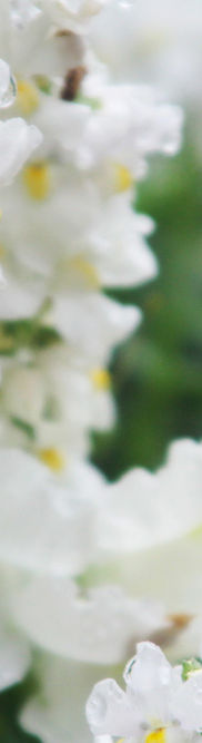 White Flowers