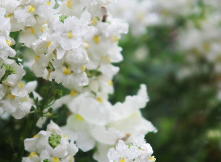 Moonlit Water-Wise Garden