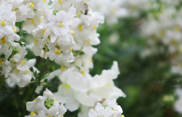 White Flowers