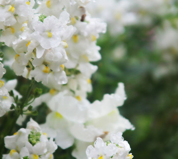 White Flowers Close-Up
