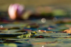 étang à grenouilles