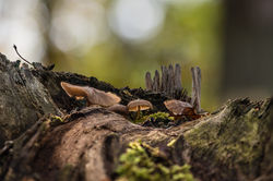 composition forestière