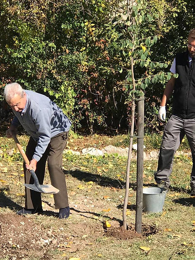 Paco, vecino de Villaviciosa de Tajuña, echando tierra con una pala para completar la plantación de un olmo