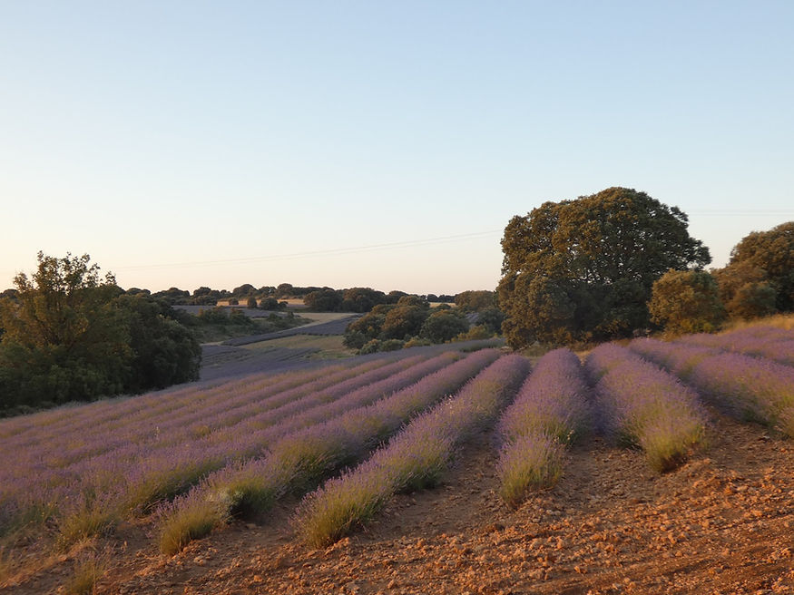 Campos de lavanda