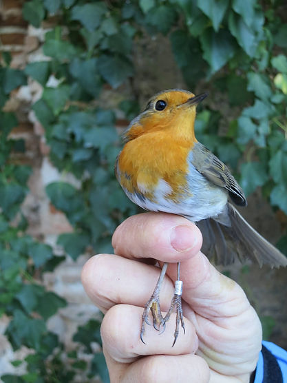 Petirrojo con anilla