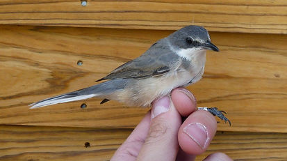 Ave anillada en el momento previo a su liberación
