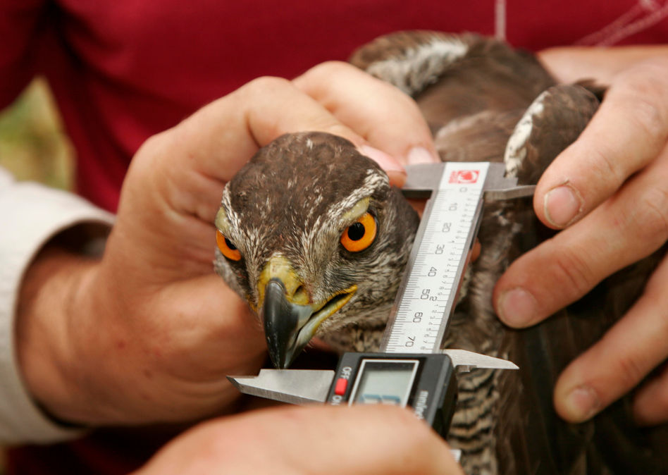 Toma de mediciones sobre ave objeto de estudio