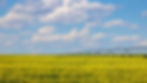 Wheat field.jpg