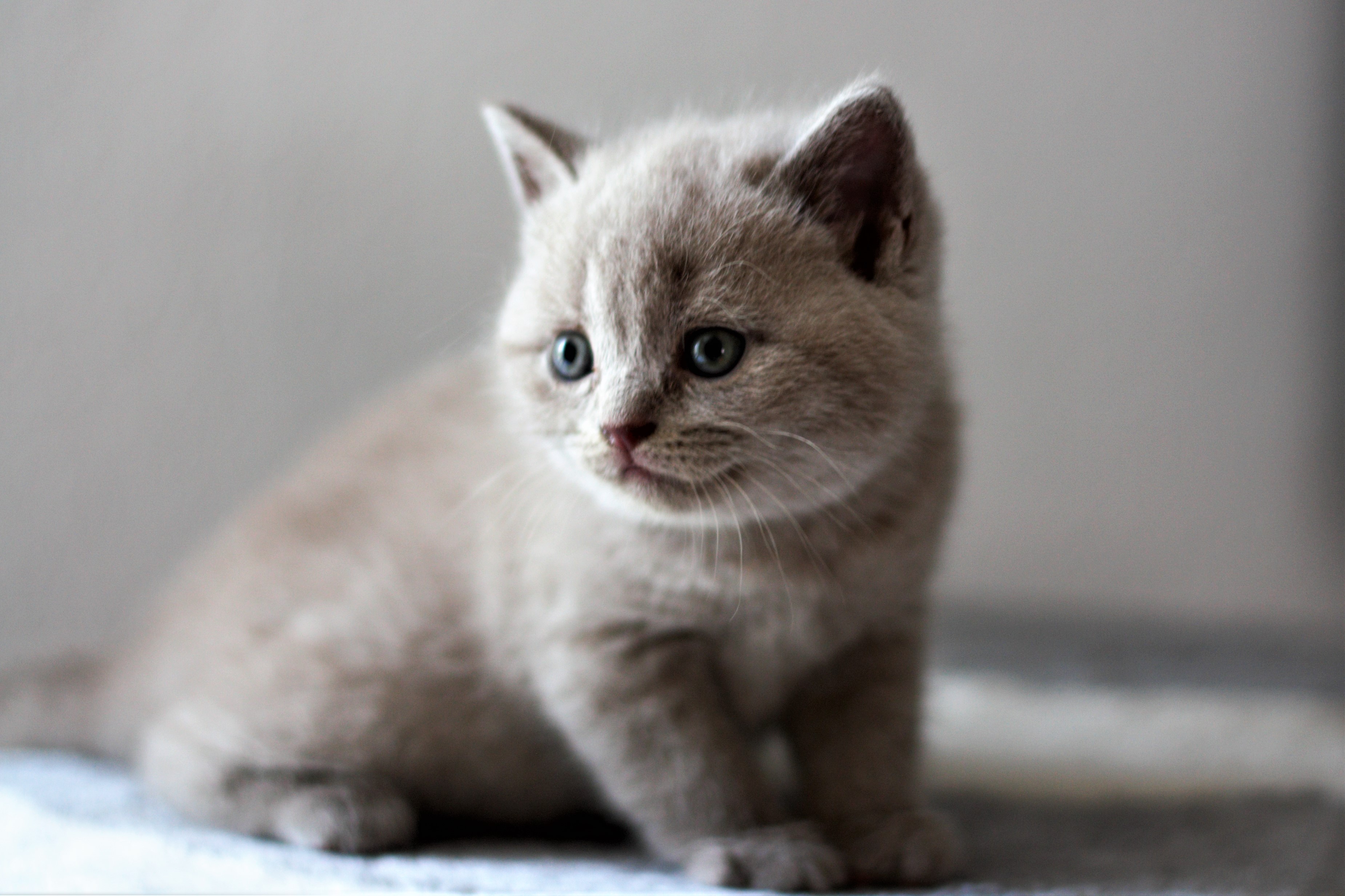 almiras kitten (1)