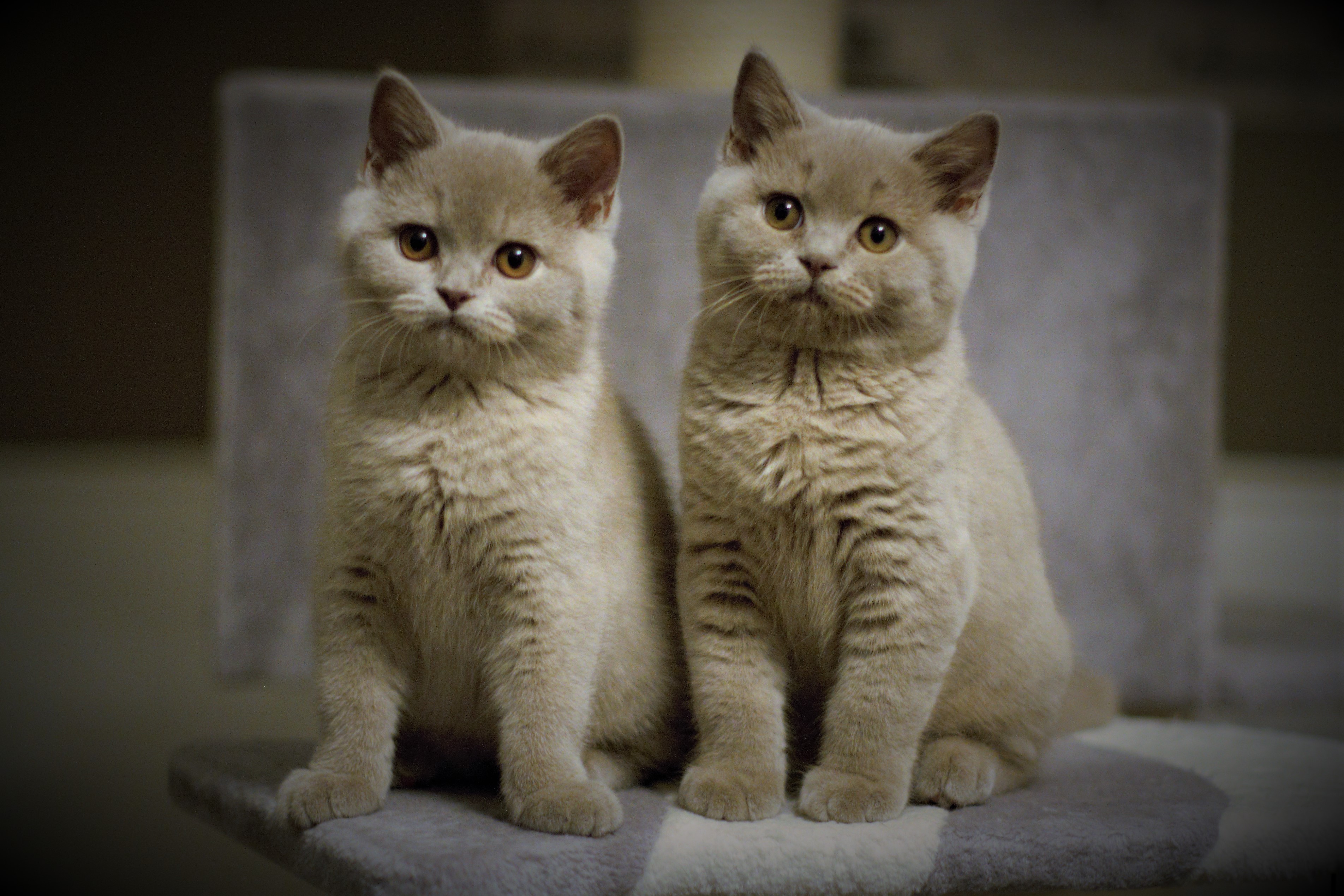 Alona+Athos