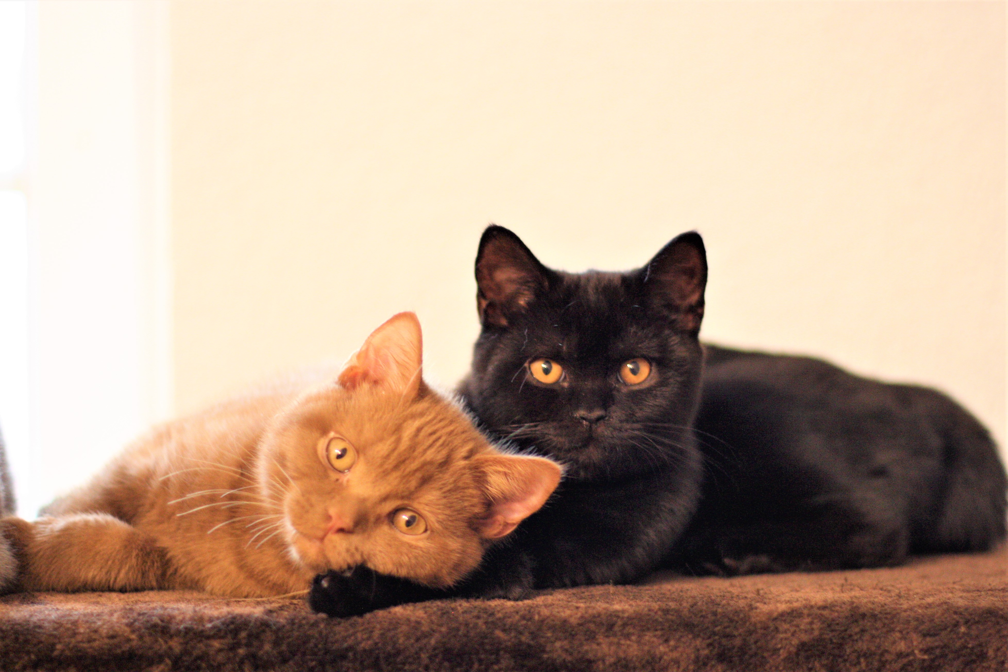 Amir+Amara