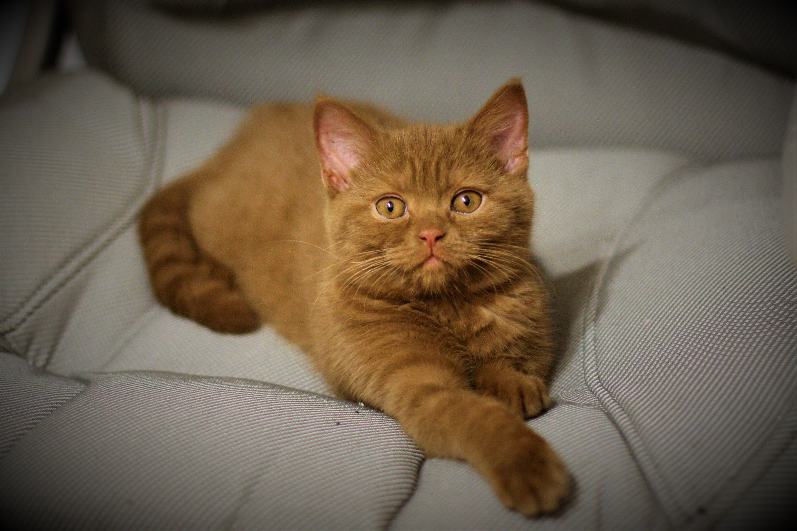 Amira