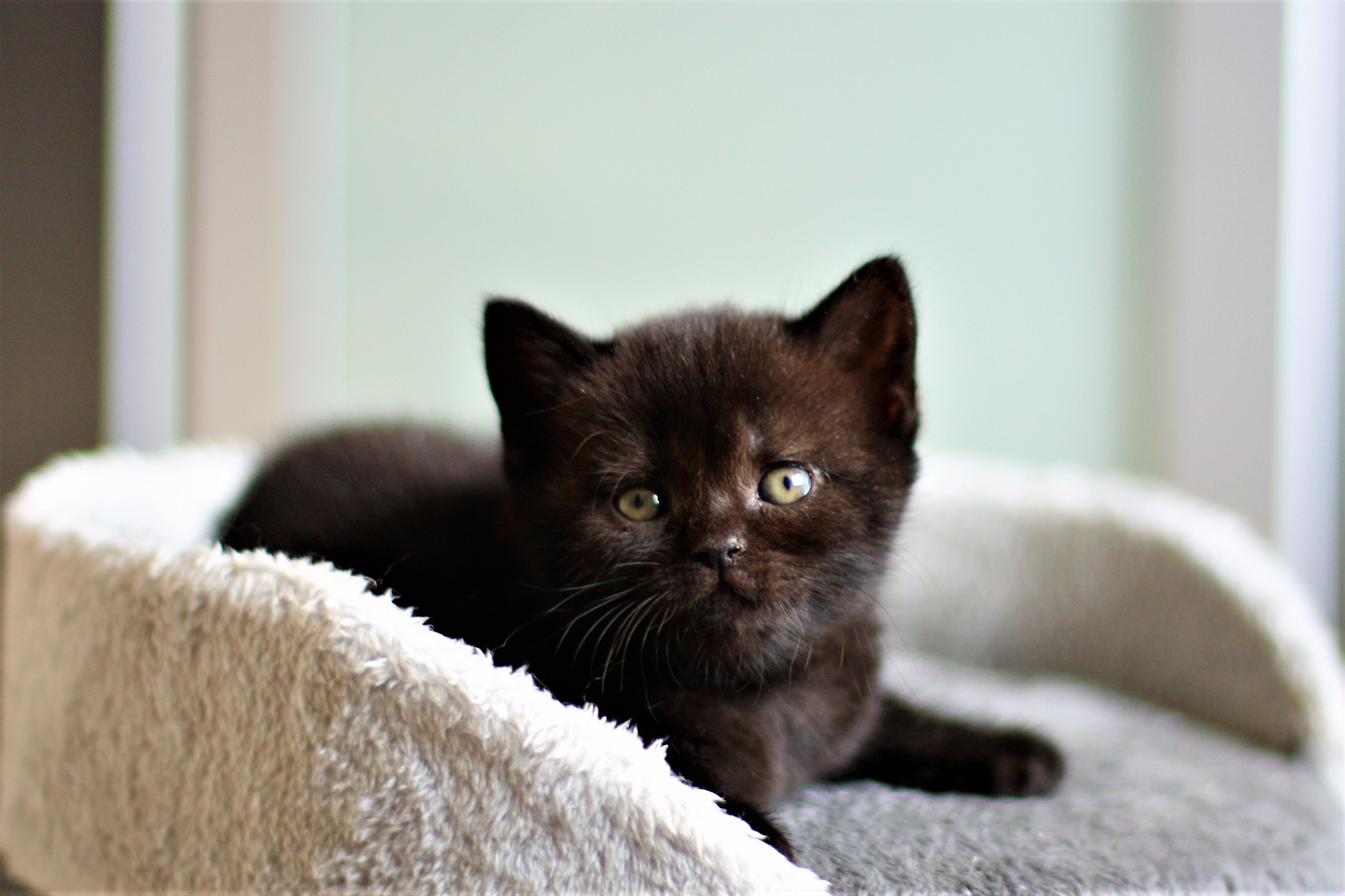 almiras kitten (8)