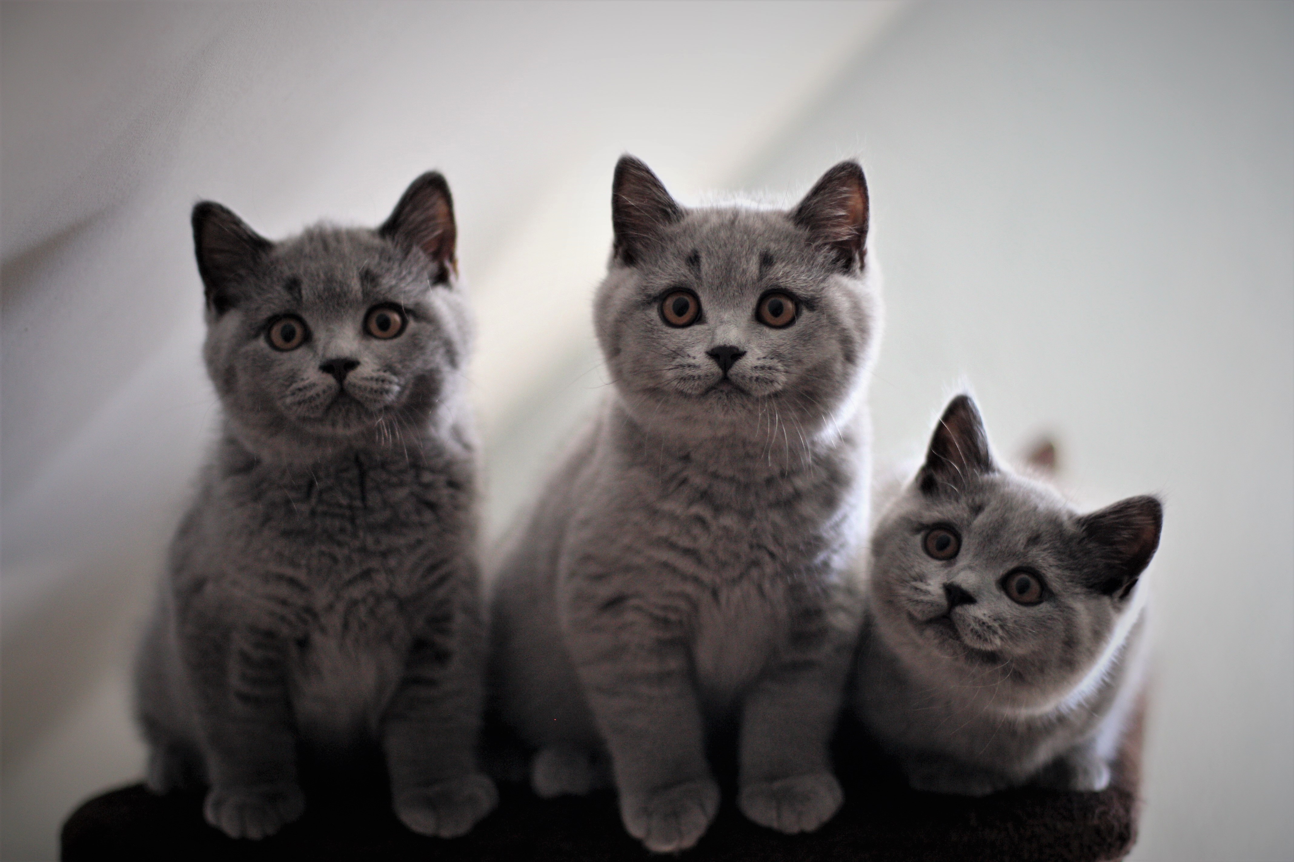 Bruno,Balu,Batty