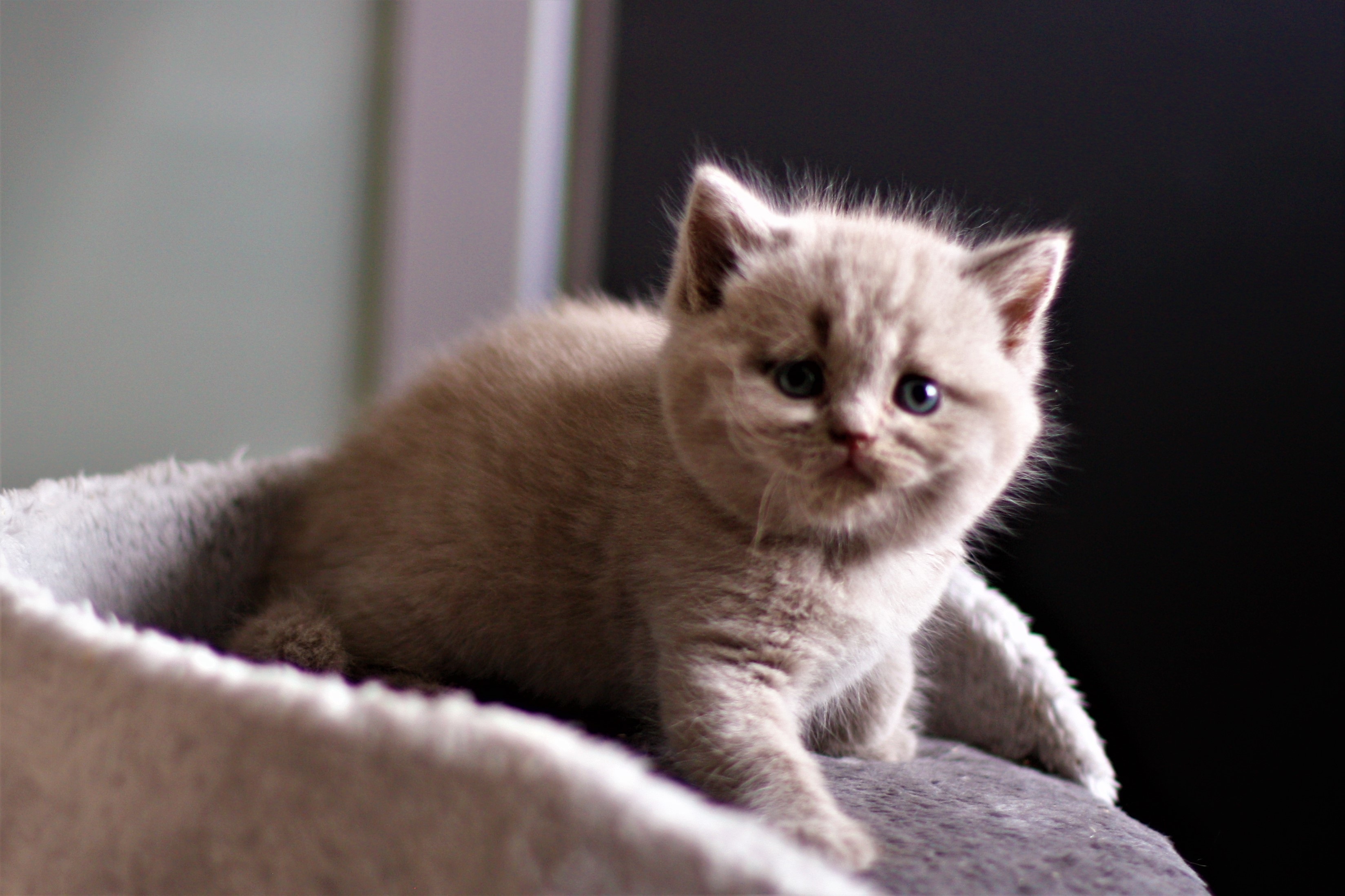 almiras kitten (12)