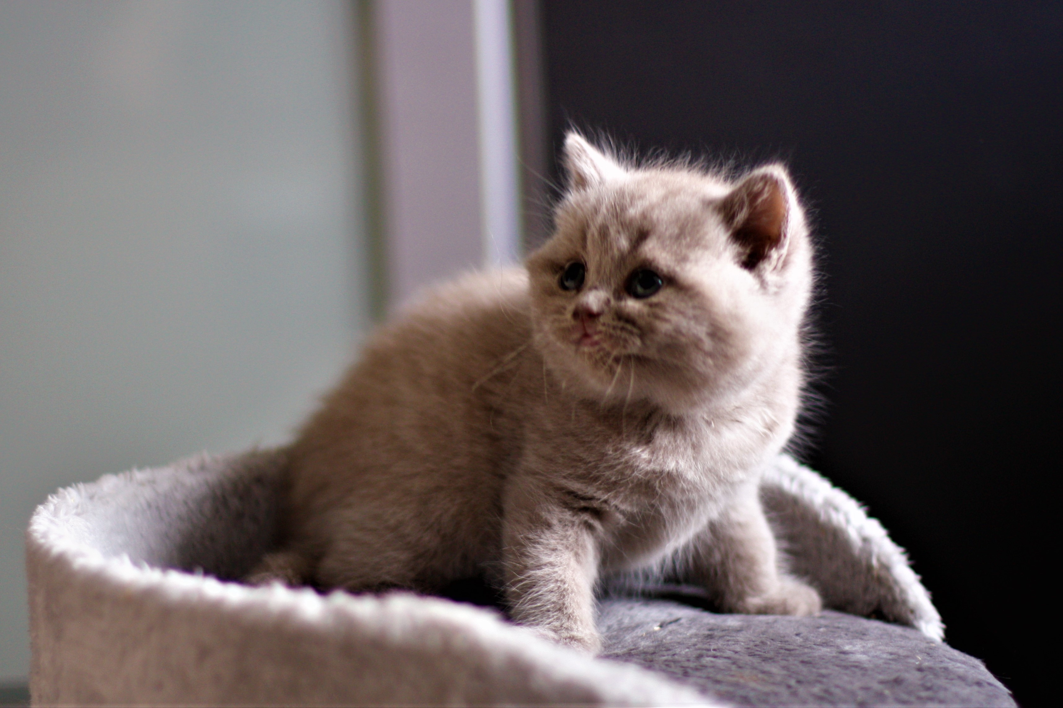 almiras kitten (15)