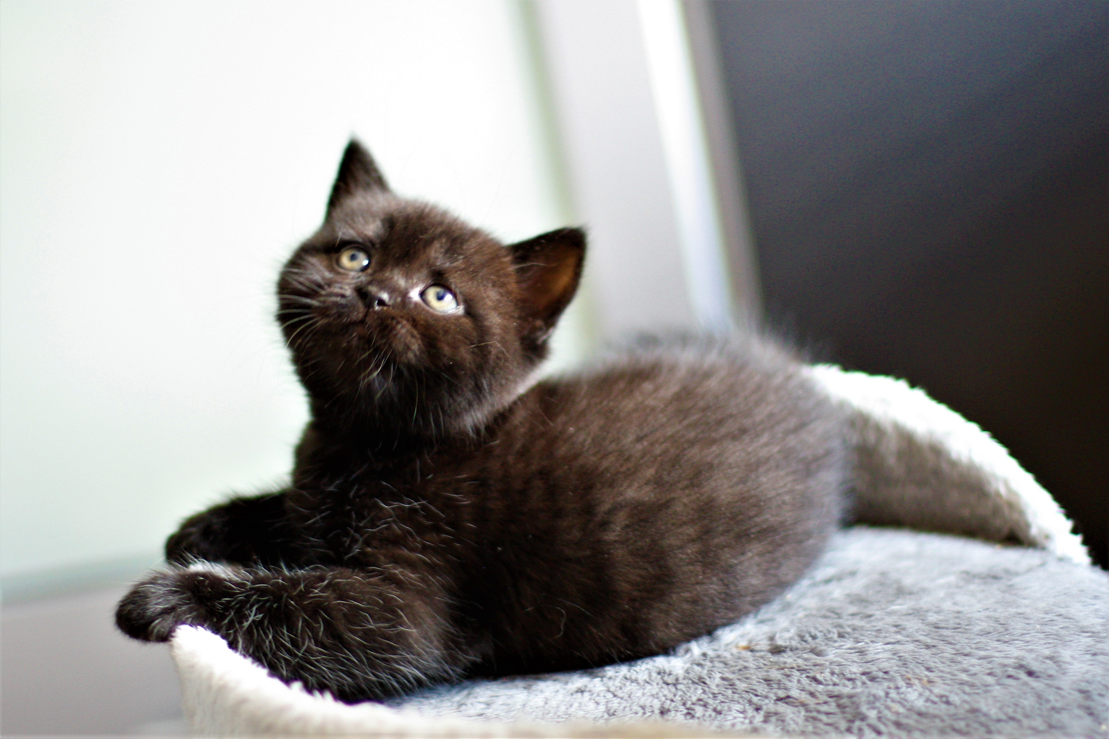 almiras kitten (18)