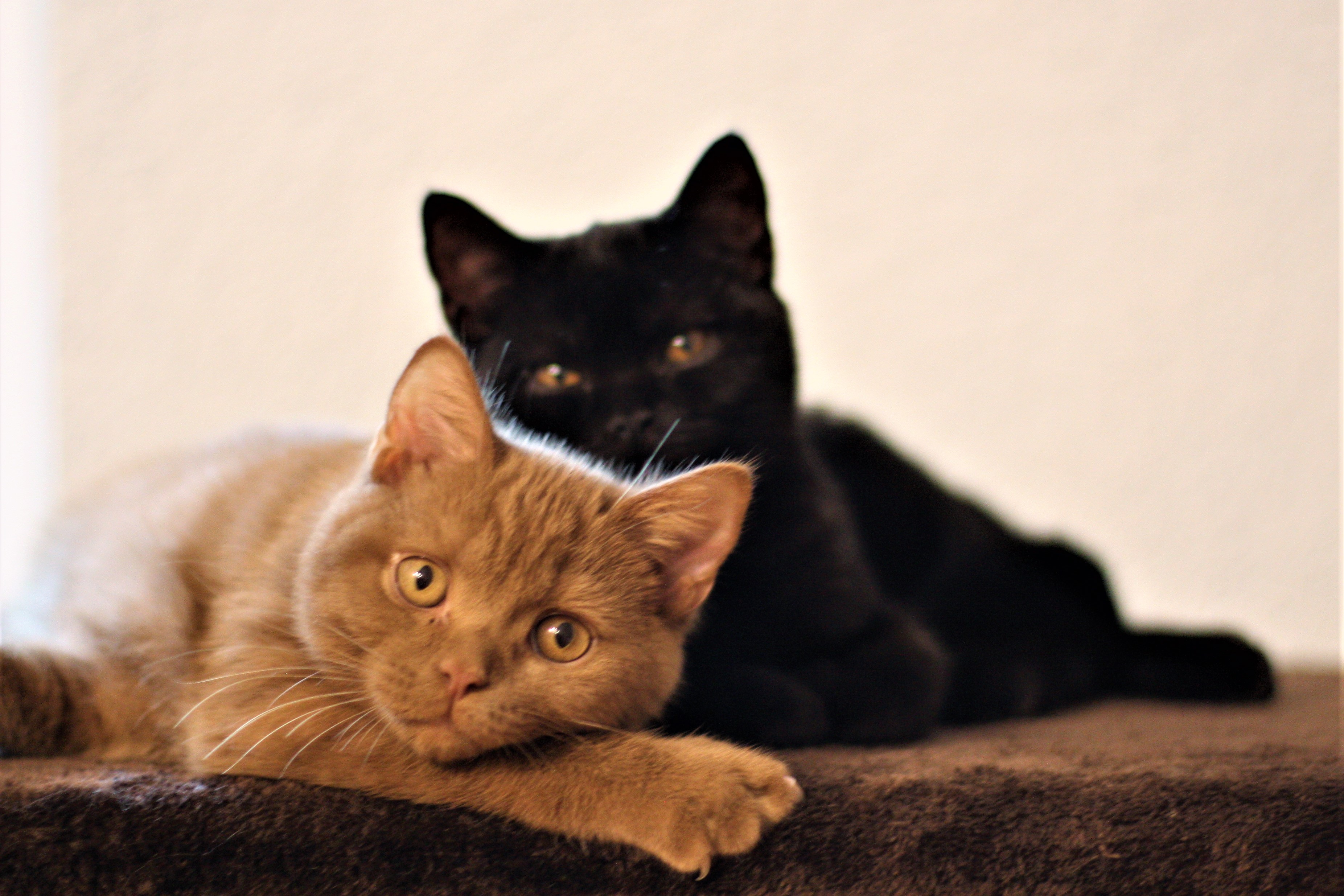 Amir+Amara