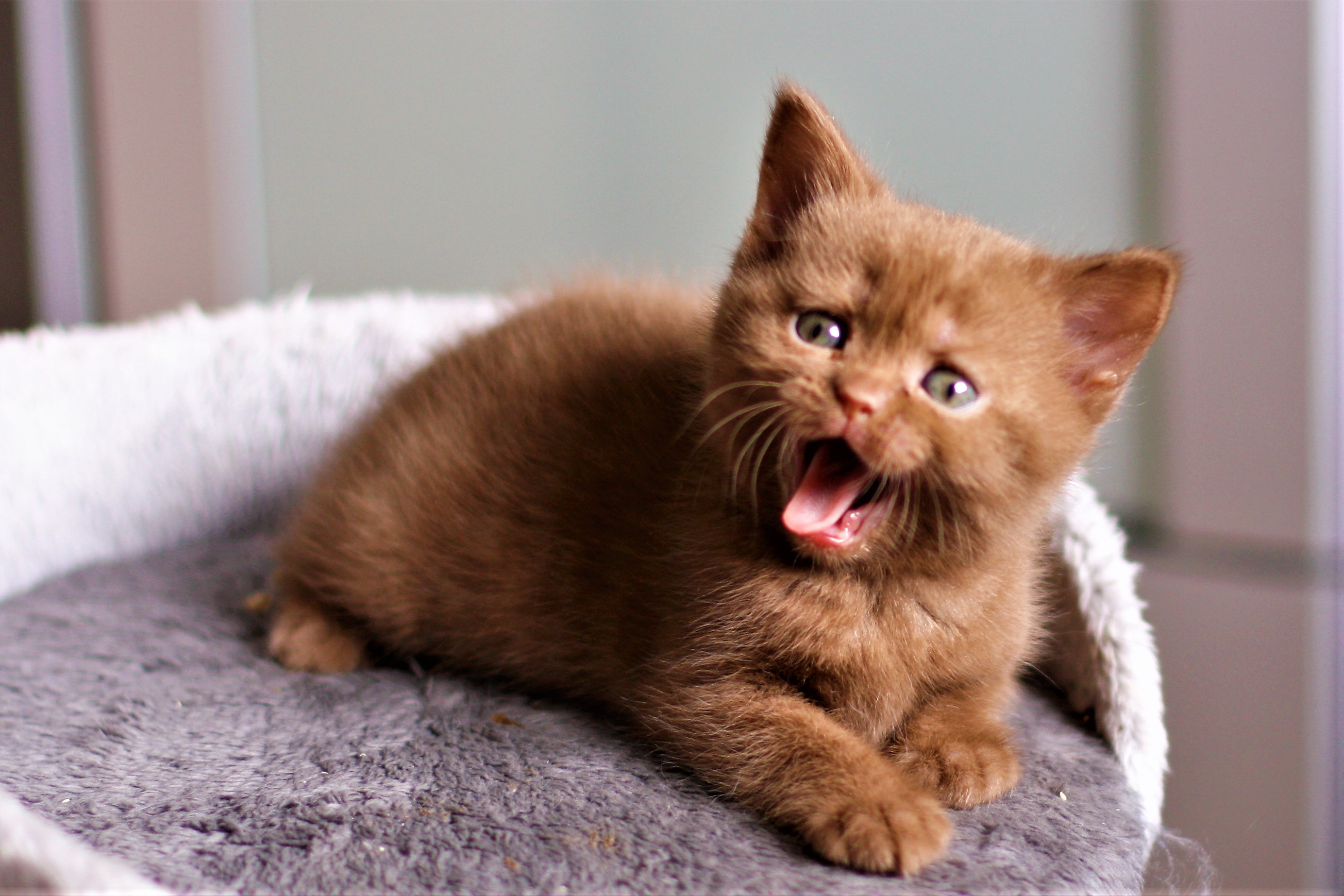 almiras kitten (12)