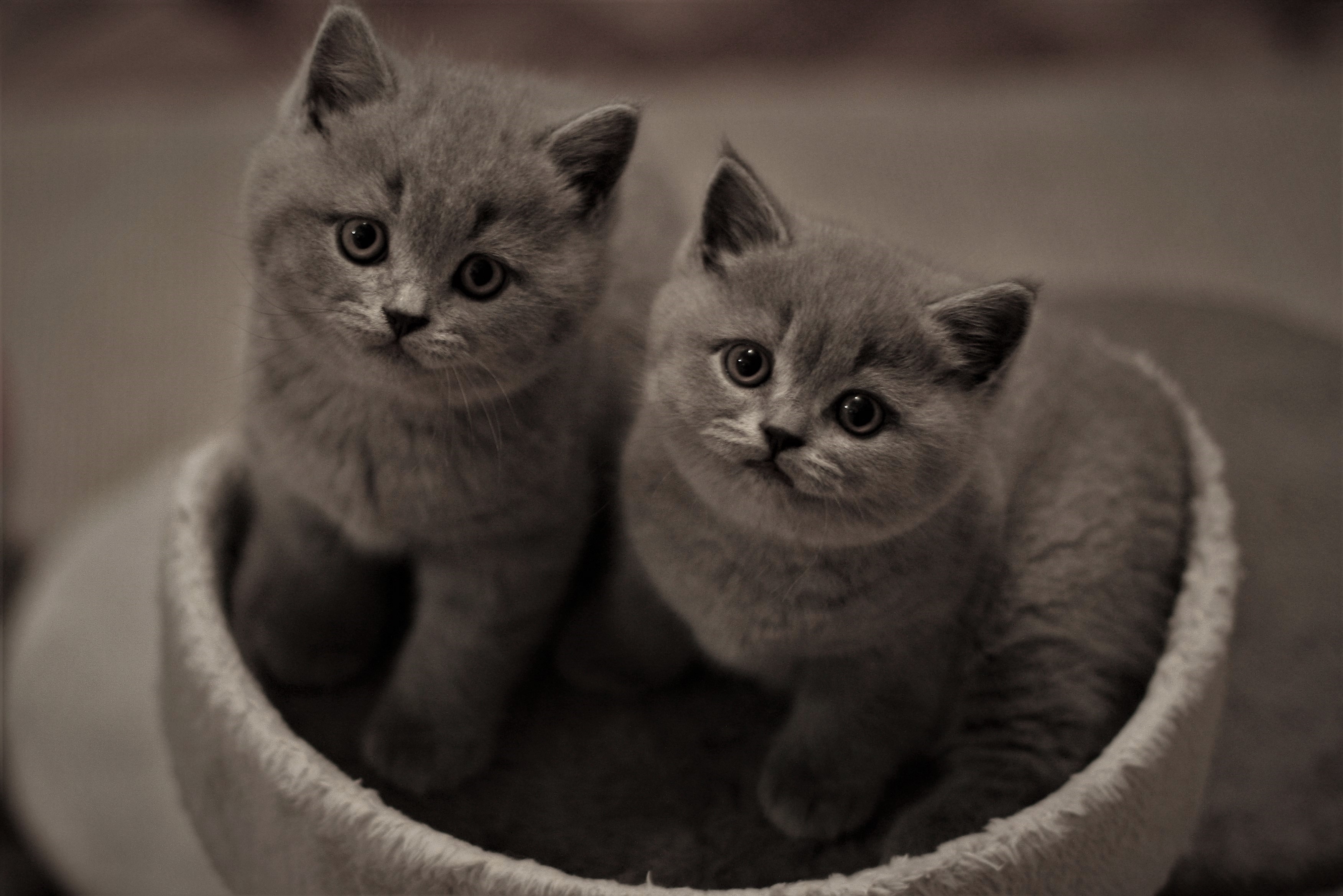 Balu und Batty