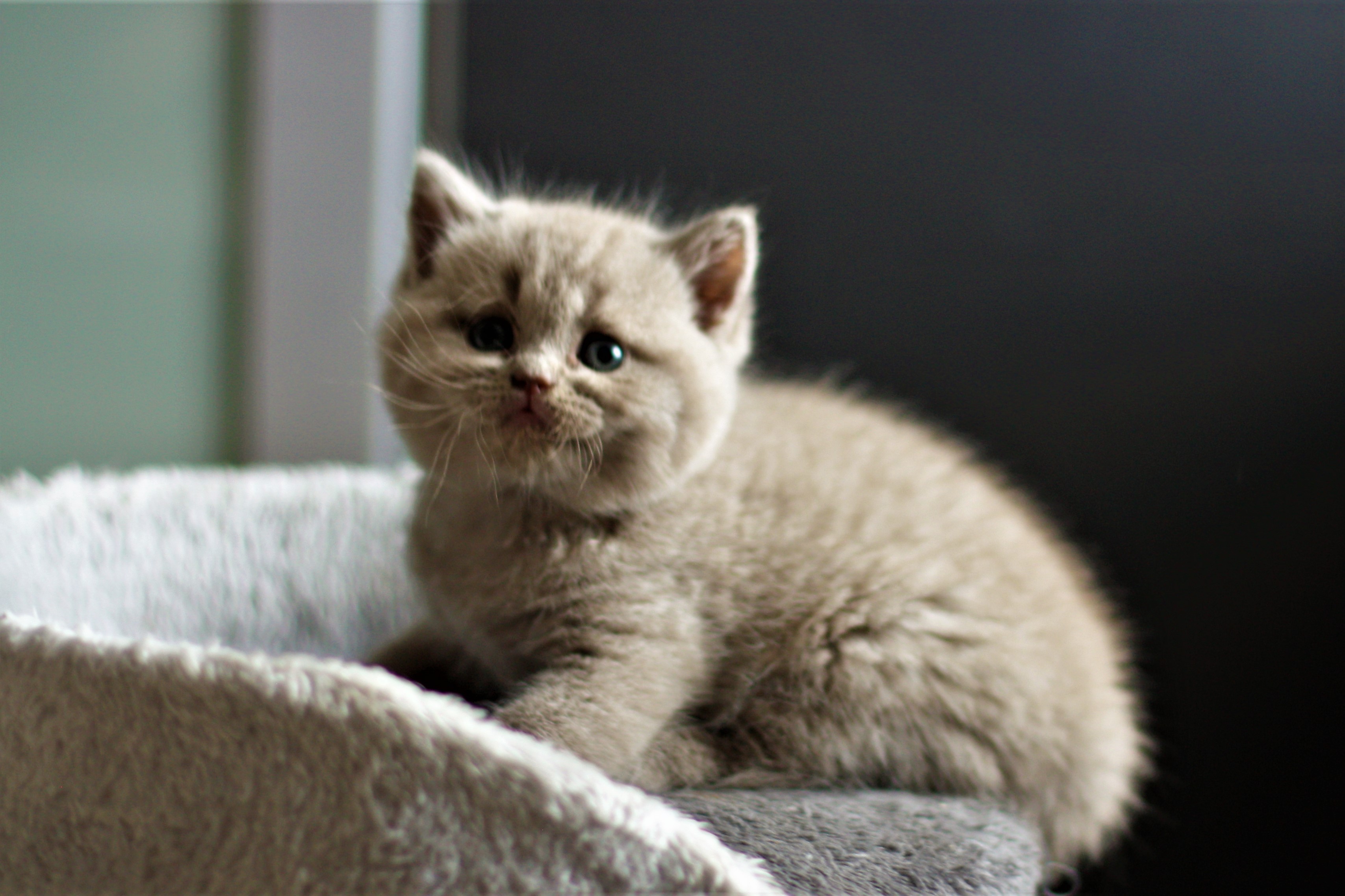 almiras kitten (18)