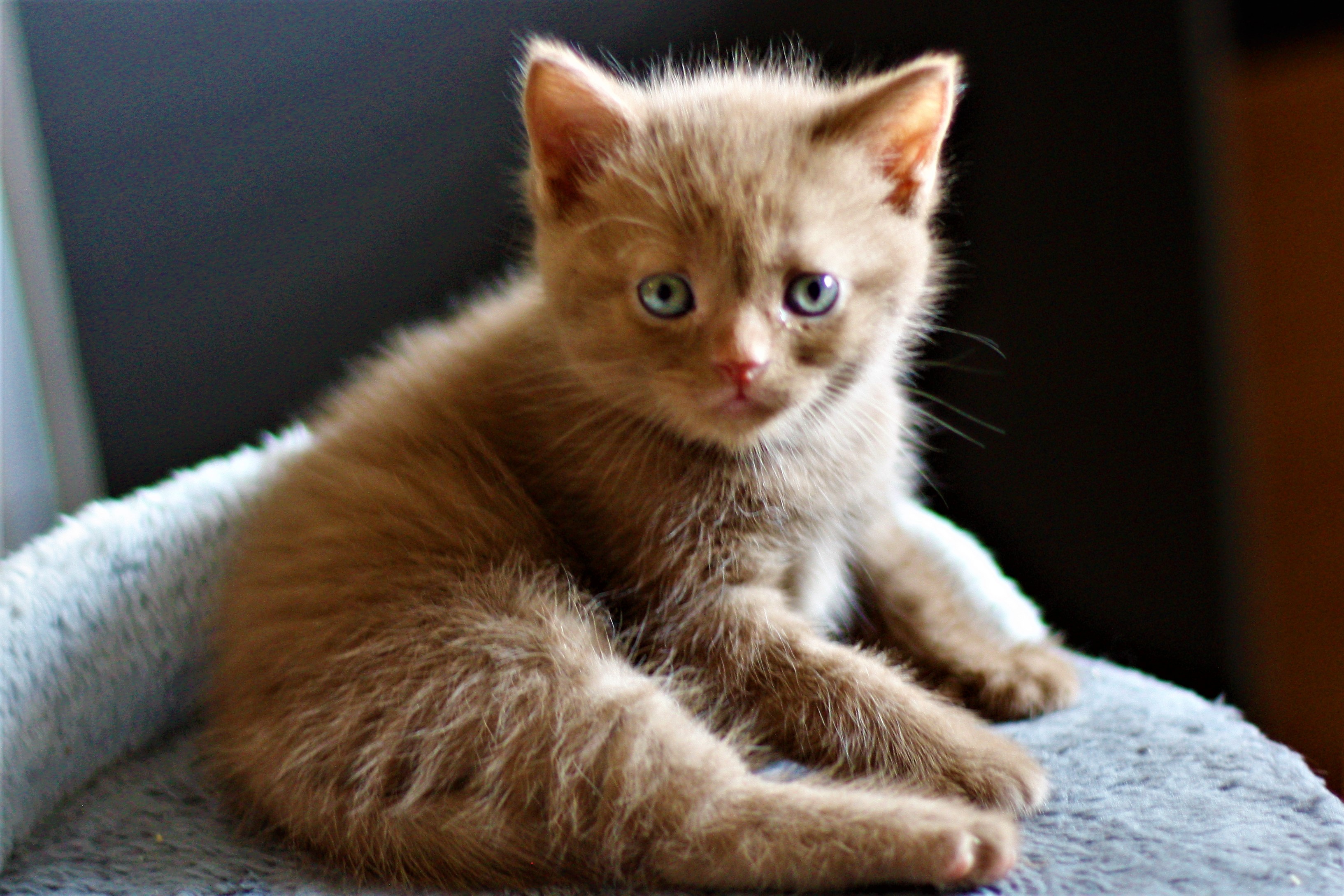 almiras kitten (20)