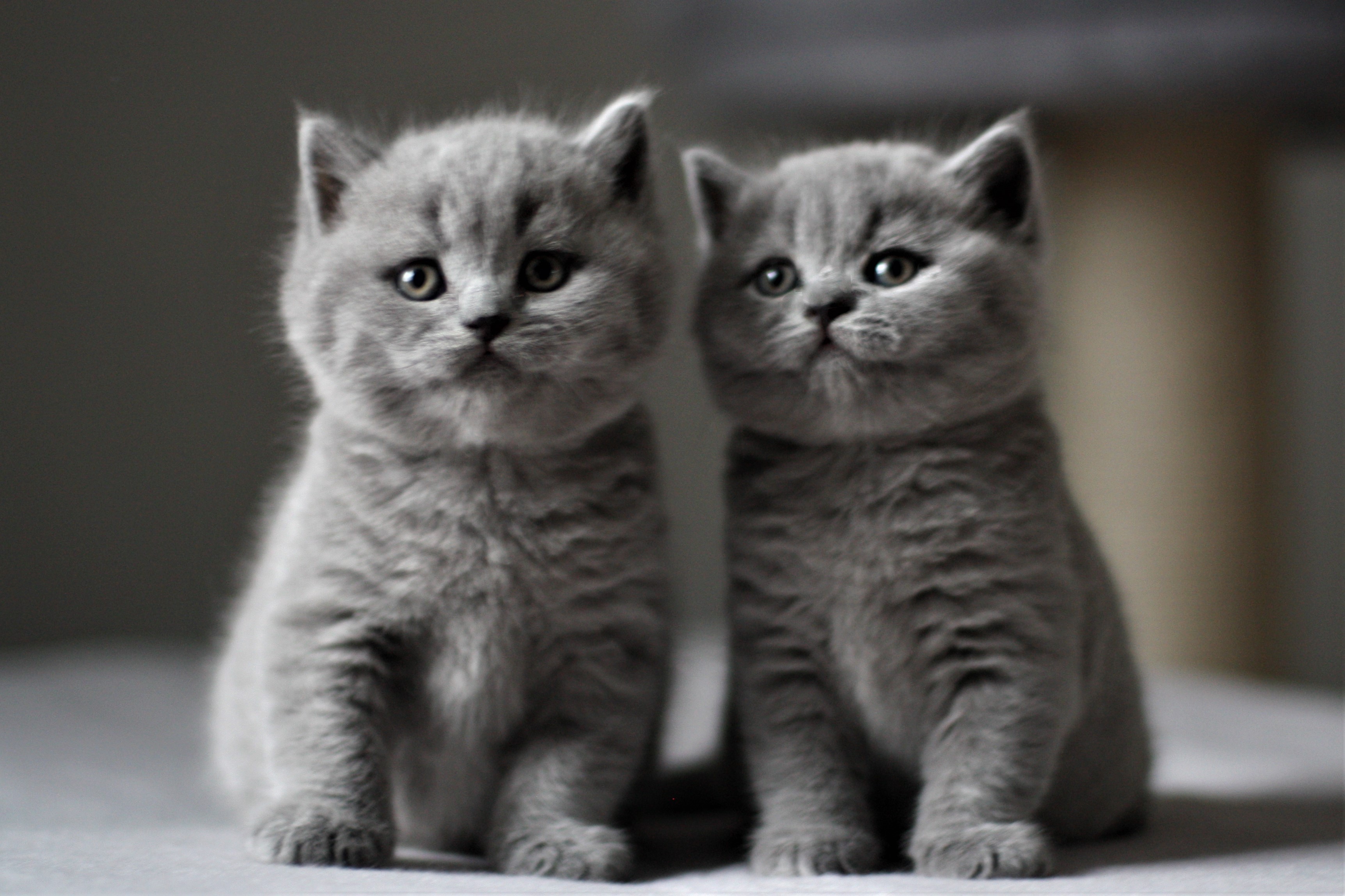 Balu Junior und Batty