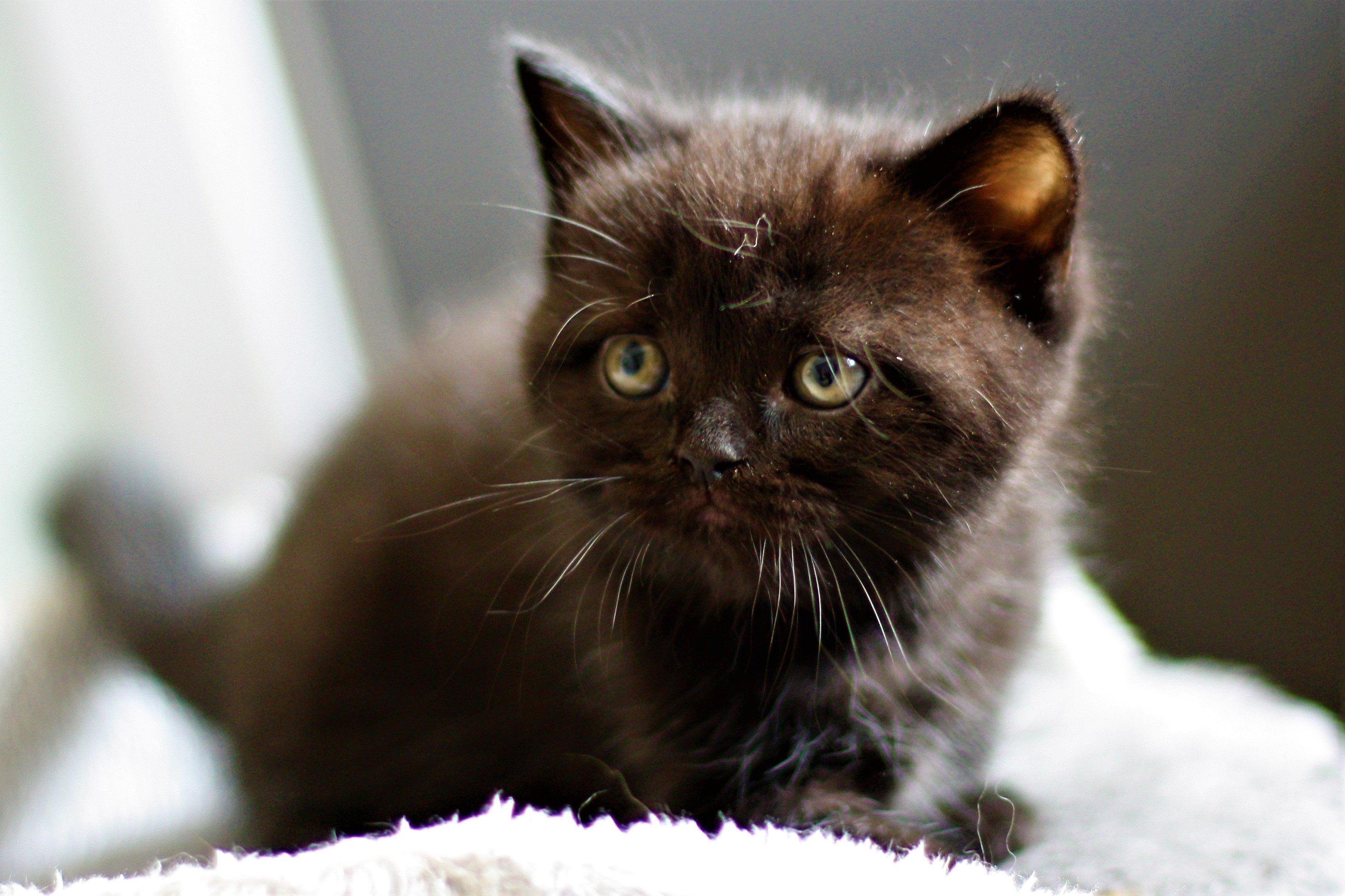 almiras kitten (17)